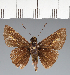  (Hesperiidae_gen sp. CF329 - CFC37791)  @11 [ ] copyright (2023) Center For Collection-Based Research Center For Collection-Based Research