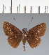  (Hesperiidae_gen sp. CF326 - CFC37794)  @11 [ ] copyright (2023) Center For Collection-Based Research Center For Collection-Based Research