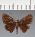  (Hesperiidae_gen sp. CF35 - CFC37800)  @11 [ ] copyright (2023) Center For Collection-Based Research Center For Collection-Based Research