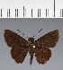  (Hesperiidae_gen sp. CF33 - CFC37801)  @11 [ ] copyright (2023) Center For Collection-Based Research Center For Collection-Based Research