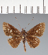  (Hesperiidae_gen sp. CF327 - CFC37808)  @11 [ ] copyright (2023) Center For Collection-Based Research Center For Collection-Based Research