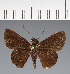  (Hesperiidae_gen sp. CF34 - CFC37810)  @11 [ ] copyright (2023) Center For Collection-Based Research Center For Collection-Based Research