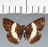  (Hesperiidae_gen sp. CF614 - CFC37811)  @11 [ ] copyright (2023) Center For Collection-Based Research Center For Collection-Based Research
