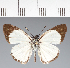  (Hesperiidae_gen sp. CF461 - CFC37825)  @11 [ ] copyright (2023) Center For Collection-Based Research Center For Collection-Based Research
