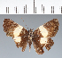  ( - CFC37835)  @11 [ ] copyright (2023) Center For Collection-Based Research Center For Collection-Based Research