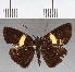  (Hesperiidae_gen sp. CF09 - CFC37839)  @11 [ ] copyright (2021) Center For Collection-Based Research Center For Collection-Based Research