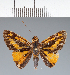  (Hesperiidae_gen sp. CF628 - CFC37846)  @11 [ ] copyright (2023) Center For Collection-Based Research Center For Collection-Based Research