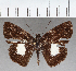  (Hesperiidae_gen sp. CF10 - CFC37858)  @11 [ ] copyright (2021) Center For Collection-Based Research Center For Collection-Based Research