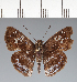  (Hesperiidae_gen sp. CF310 - CFC37860)  @11 [ ] copyright (2023) Center For Collection-Based Research Center For Collection-Based Research
