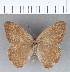  (Modestia - CFC03791)  @13 [ ] Copyright (2018) Christer Fahraeus Center For Collection-Based Research