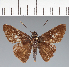  (Hesperiidae_gen sp. CF320 - CFC38397)  @11 [ ] copyright (2023) Center For Collection-Based Research Center For Collection-Based Research