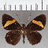  (Celaenorrhinus sp. CF03 - CFC38399)  @11 [ ] copyright (2021) Center For Collection-Based Research Center For Collection-Based Research