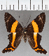  (Ancyluris sp. CF01 - CFC38409)  @11 [ ] copyright (2021) Center For Collection-Based Research Center For Collection-Based Research