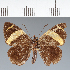  (Hesperiidae_gen sp. CF621 - CFC38467)  @11 [ ] copyright (2023) Center For Collection-Based Research Center For Collection-Based Research