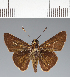  (Hesperiidae_gen sp. CF325 - CFC38474)  @11 [ ] copyright (2023) Center For Collection-Based Research Center For Collection-Based Research