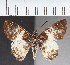 (Hesperiidae_gen sp. CF11 - CFC38478)  @11 [ ] copyright (2021) Center For Collection-Based Research Center For Collection-Based Research