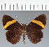  (Hesperiidae_gen sp. CF622 - CFC38488)  @11 [ ] copyright (2023) Center For Collection-Based Research Center For Collection-Based Research
