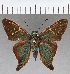  (Aguna sp. CF01 - CFC38499)  @11 [ ] copyright (2021) Center For Collection-Based Research Center For Collection-Based Research