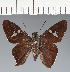  (Hesperiidae_gen sp. CF546 - CFC38503)  @11 [ ] copyright (2023) Center For Collection-Based Research Center For Collection-Based Research