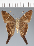  (Hesperiidae_gen sp. CF471 - CFC38512)  @11 [ ] copyright (2023) Center For Collection-Based Research Center For Collection-Based Research