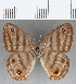  (Euptychia tunche - CFC03852)  @11 [ ] copyright (2021) Christer Fahraeus Center For Collection-Based Research