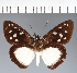  (Hesperiidae_gen sp. CF624 - CFC38530)  @11 [ ] copyright (2023) Center For Collection-Based Research Center For Collection-Based Research