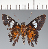  (Hesperiidae_gen sp. CF553 - CFC38552)  @11 [ ] copyright (2023) Center For Collection-Based Research Center For Collection-Based Research