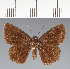  (Hesperiidae_gen sp. CF311 - CFC38647)  @11 [ ] copyright (2023) Center For Collection-Based Research Center For Collection-Based Research