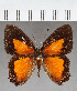  ( - CFC38655)  @11 [ ] copyright (2021) Center For Collection-Based Research Center For Collection-Based Research
