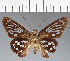  (Hesperiidae_gen sp. CF555 - CFC38709)  @11 [ ] copyright (2023) Center For Collection-Based Research Center For Collection-Based Research