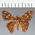  (Hesperiidae_gen sp. CF545 - CFC38710)  @11 [ ] copyright (2023) Center For Collection-Based Research Center For Collection-Based Research