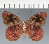  (Eunica sp. CF19 - CFC38919)  @11 [ ] copyright (2023) Center For Collection-Based Research Center For Collection-Based Research