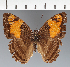  (Doxocopa sp. CF18 - CFC38950)  @11 [ ] copyright (2023) Center For Collection-Based Research Center For Collection-Based Research