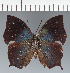 ( - CFC38958)  @11 [ ] copyright (2023) Center For Collection-Based Research Center For Collection-Based Research