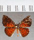  ( - CFC39012)  @11 [ ] copyright (2021) Center For Collection-Based Research Center For Collection-Based Research