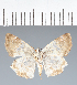  (Hesperiidae_gen sp. CF608 - CFC39038)  @11 [ ] copyright (2023) Center For Collection-Based Research Center For Collection-Based Research