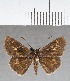  (Callimormus sp. CF02 - CFC39049)  @11 [ ] copyright (2021) Center For Collection-Based Research Center For Collection-Based Research