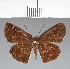  (Hesperiidae_gen sp. CF314 - CFC39079)  @11 [ ] copyright (2023) Center For Collection-Based Research Center For Collection-Based Research