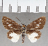  (Troyus sp. CF01 - CFC39096)  @11 [ ] copyright (2021) Center For Collection-Based Research Center For Collection-Based Research