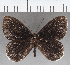  (unclassified Riodinidae - CFC39223)  @11 [ ] copyright (2021) Center For Collection-Based Research Center For Collection-Based Research