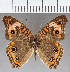  (Junonia sp. CF10 - CFC39228)  @11 [ ] copyright (2021) Center For Collection-Based Research Center For Collection-Based Research