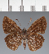  (Hesperiidae_gen sp. CF42 - CFC39286)  @11 [ ] copyright (2023) Center For Collection-Based Research Center For Collection-Based Research