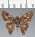  (Hesperiidae_gen sp. CF541 - CFC39289)  @11 [ ] copyright (2023) Center For Collection-Based Research Center For Collection-Based Research
