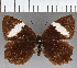  (Pedaliodes sp. CF07 - CFC39333)  @11 [ ] copyright (2021) Center For Collection-Based Research Center For Collection-Based Research