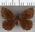  (Pedaliodes sp. CF08 - CFC39334)  @11 [ ] copyright (2021) Center For Collection-Based Research Center For Collection-Based Research