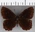  (Pedaliodes sp. CF09 - CFC39336)  @11 [ ] copyright (2021) Center For Collection-Based Research Center For Collection-Based Research