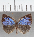  (Theope sp. CF99 - CFC39528)  @11 [ ] copyright (2021) Center For Collection-Based Research Center For Collection-Based Research