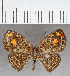 ( - CFC39537)  @11 [ ] copyright (2021) Center For Collection-Based Research Center For Collection-Based Research
