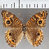  (Junonia sp. CF02 - CFC03978)  @11 [ ] copyright (2021) Center For Collection-Based Research Center For Collection-Based Research