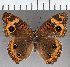  (Junonia sp. CF03 - CFC03992)  @11 [ ] copyright (2021) Center For Collection-Based Research Center For Collection-Based Research